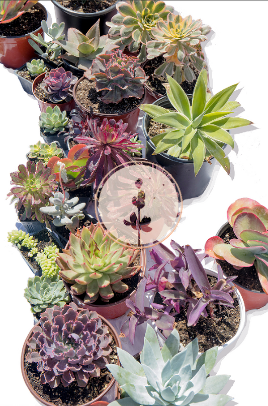 Succulent Soul | Drought-Tolerant Garden | Plant Package & Design Plan