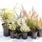 Blossom 365 Hummingbird Garden | Curated Plant Set