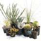 Xeric Modern | Plant Package & Design Plan