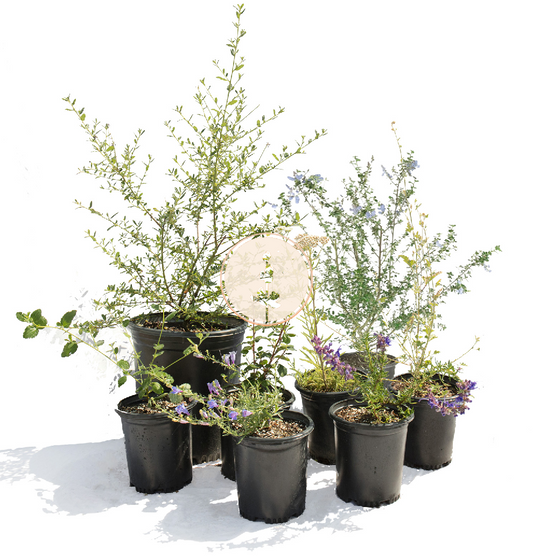 Natural Lilac | Borderline Xeric | Curated California Native Plant Set