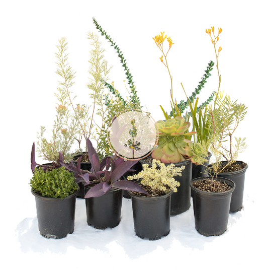 Eccentric Outback | Borderline Xeric | Curated Plant Set