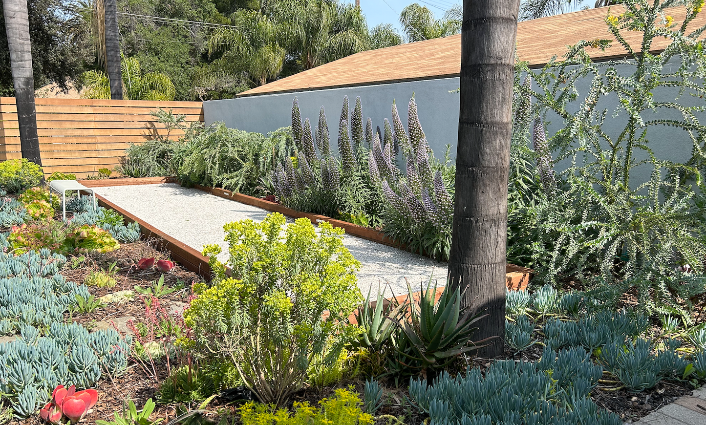 modern mood succulent garden Xeric Modern Landscape Design