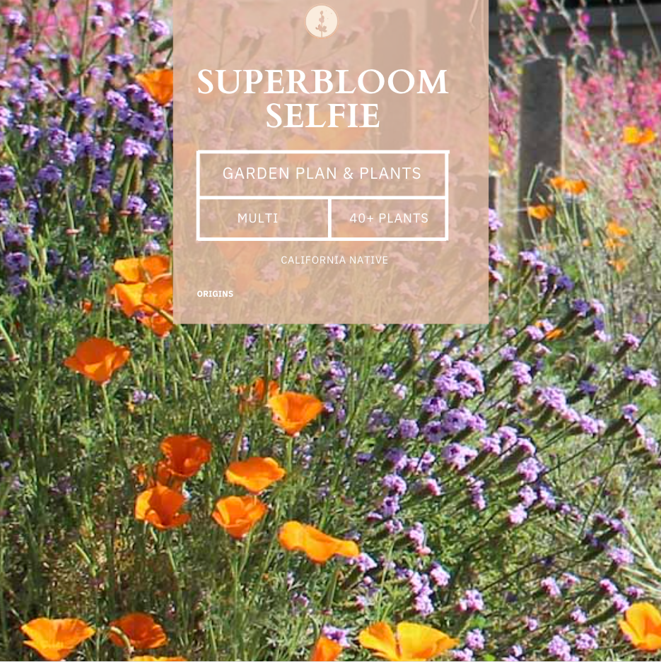 Superbloom Selfie | Southern California Native | Plant Package & Design Plan