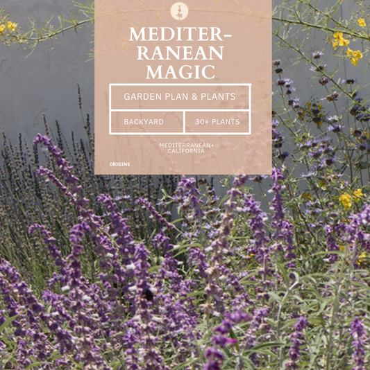 Mediterranean Magic | Backyard Landscaping | Curated Plant Set