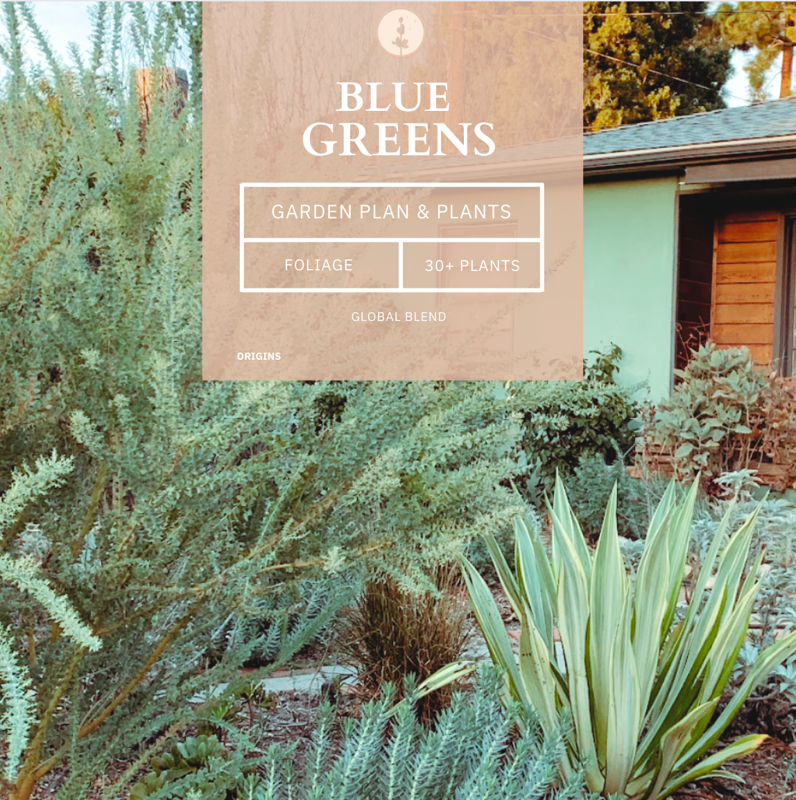 Blue Dreams | Borderline Xeric | Curated Plant Set