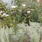 Mellow Maison | Curated Drought-Tolerant Plant Set