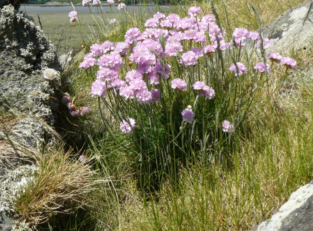 Chaparral Wildflower | California Native | Plan & Plants