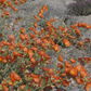 Chaparral Wildflower | California Native | Curated Plant Set