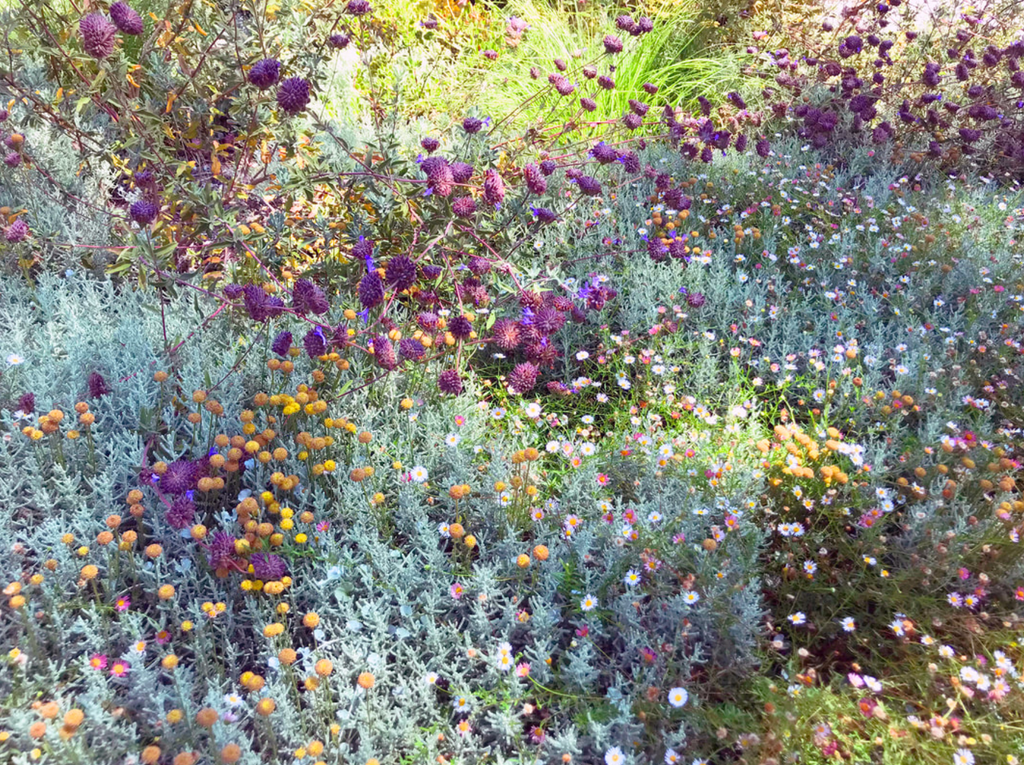 Chaparral Wildflower | California Native | Plan & Plants