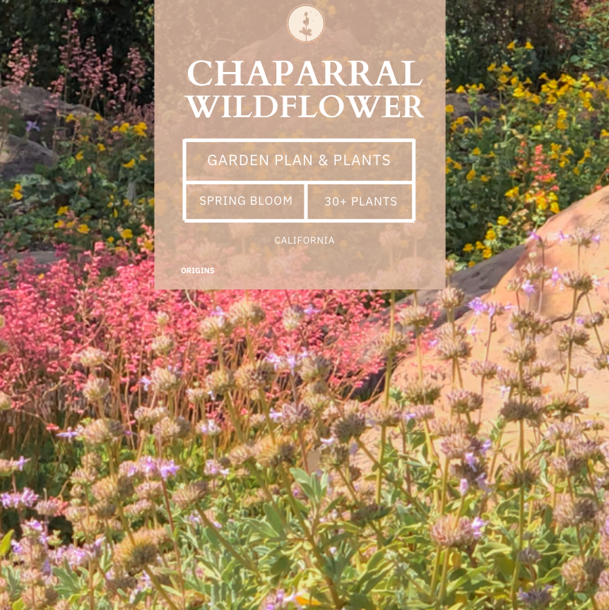 Chaparral Wildflower