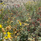 Chaparral Wildflower | California Native | Curated Plant Set