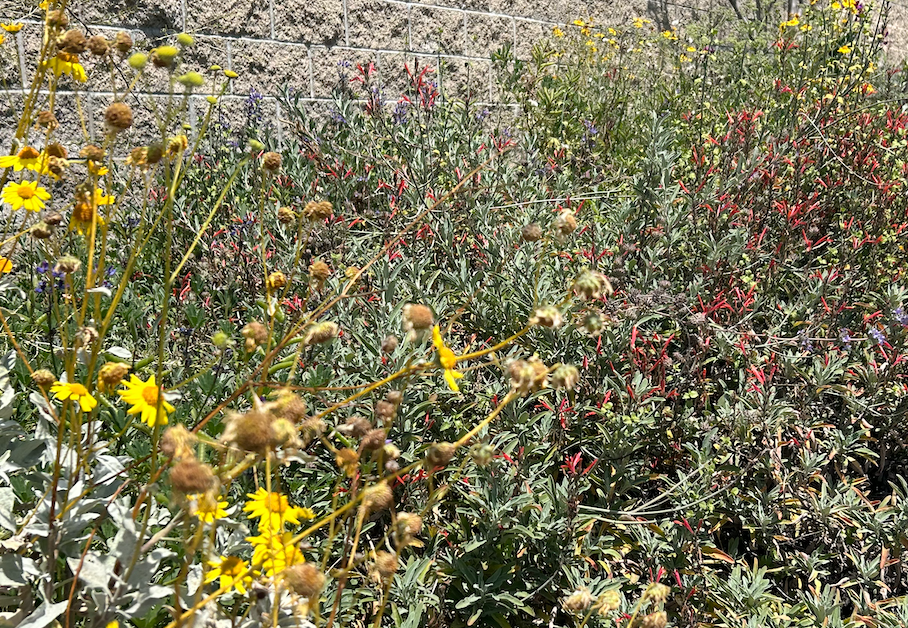 Chaparral Wildflower | California Native | Curated Plant Set