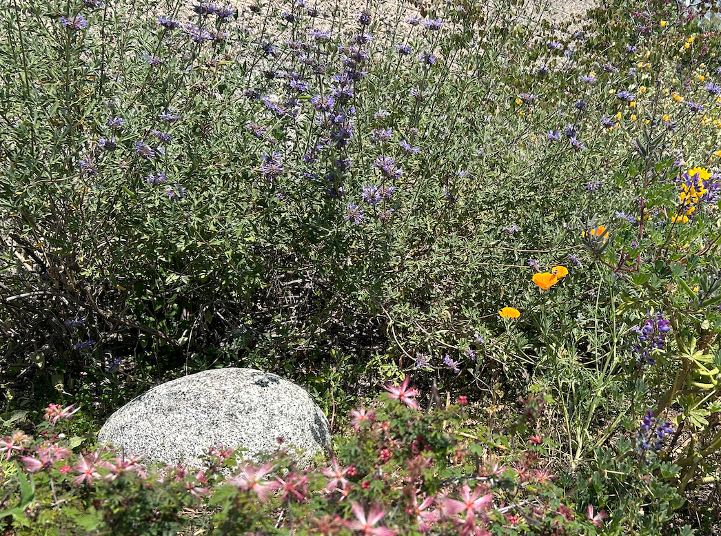 Chaparral Wildflower | California Native | Curated Plant Set