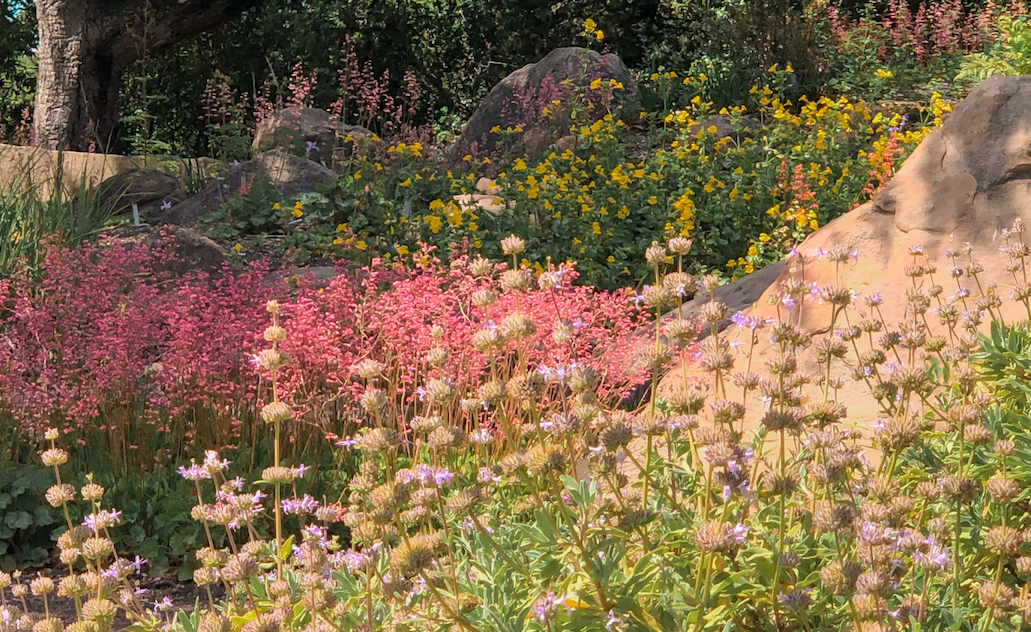 Chaparral Wildflower | California Native | Curated Plant Set