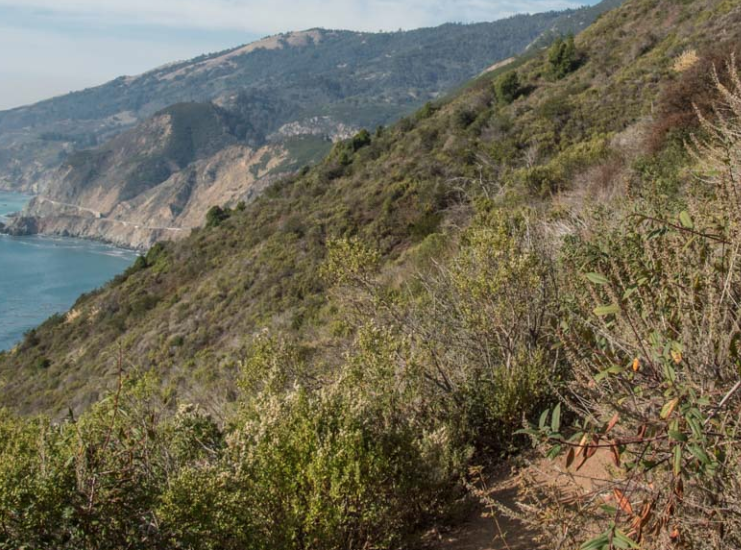 Malibu View | Curated California Native Plant Set