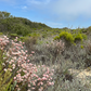 Catalina Island | Curated California Native Plant Set