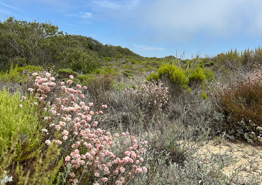 Catalina Island | Curated California Native Plant Set