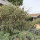 Malibu View | Curated California Native Plant Set