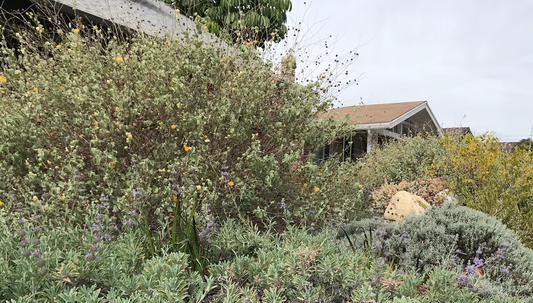 Malibu View | Curated California Native Plant Set