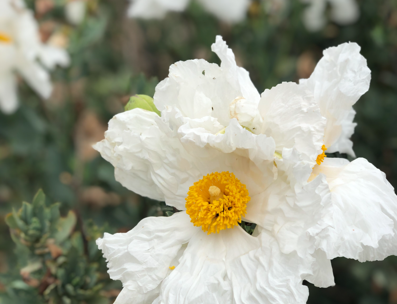 Malibu View | Curated California Native Plant Set