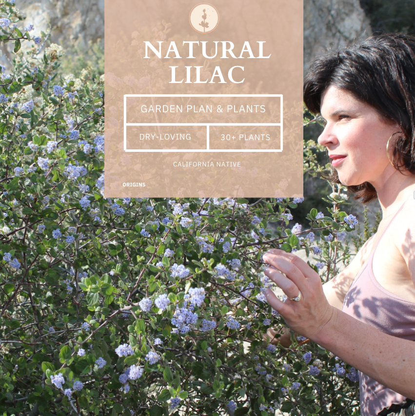 Natural Lilac