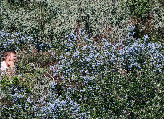 Natural Lilac | California Native / Borderline Xeric | 30+ Plants & Basic Layout Plan