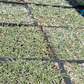 Silver Carpet Groundcover - Bulk Flats