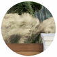 Muhlenbergia Meadow Grass Pack - Pink Muhly, Cloud Muhly or Deer Grass