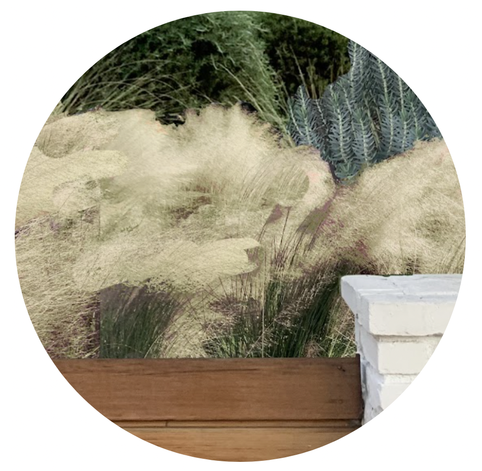 Muhlenbergia Meadow Grass Pack - Pink Muhly, Cloud Muhly or Deer Grass