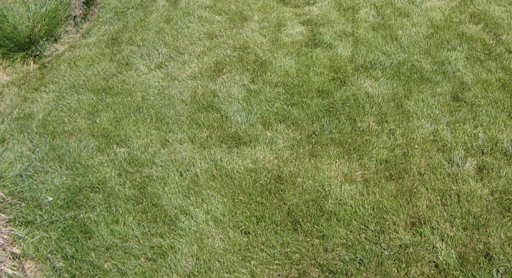 Native Meadow Plug Blend: Yarrow - California Carex - Buffalo Grass