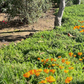 Native Meadow 4" Pack: Meadow & Dune Sedge + Yarrow