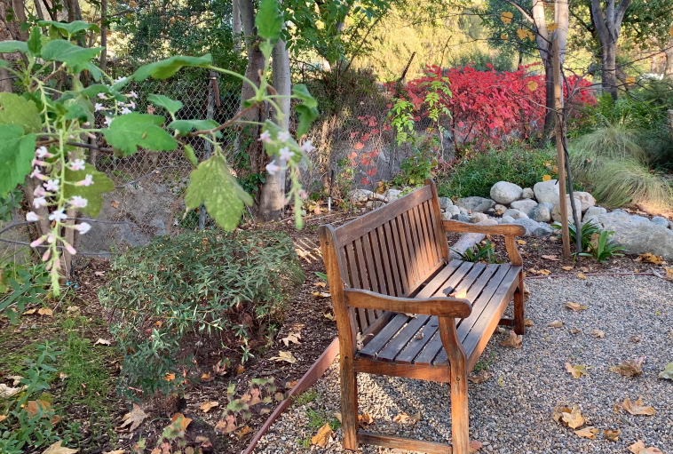 Shady Retreat | Curated California Native Plant Set