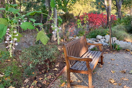 Shadey Retreat | California Native | 30+ Plants & Basic Layout Plan