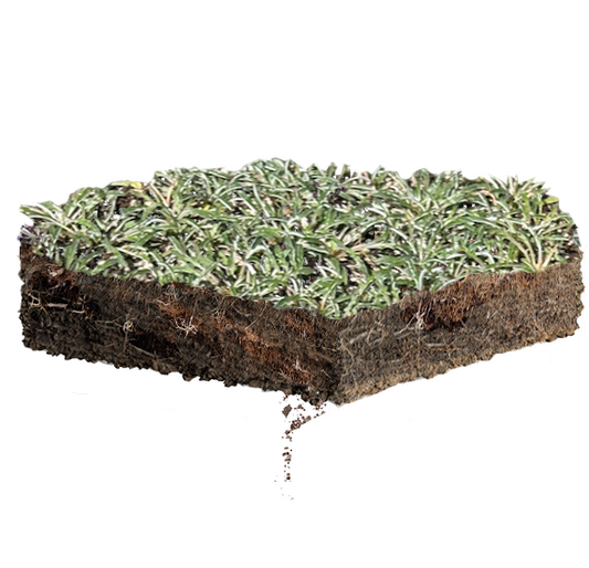 Silver Carpet Groundcover - Bulk Flats