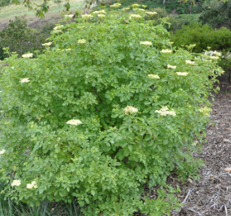 Toyon / Elderberry Add - Custom