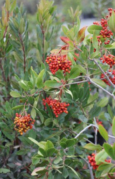 Toyon / Elderberry Add - Custom