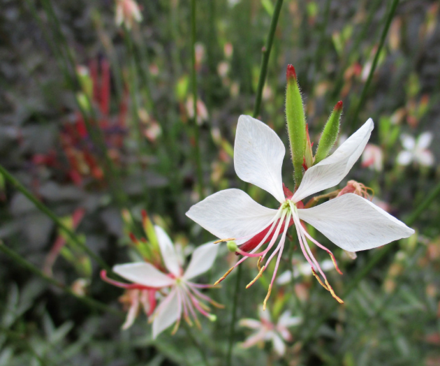 Bloom Basket | Curated California Native Plant Set