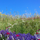 Bloom Basket | Curated California Native Plant Set