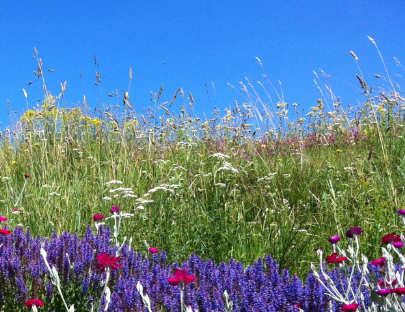 Bloom Basket | Curated California Native Plant Set