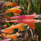 Bloom Basket | Curated California Native Plant Set