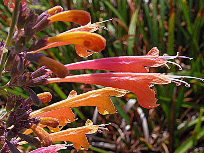 Bloom Basket | Curated California Native Plant Set