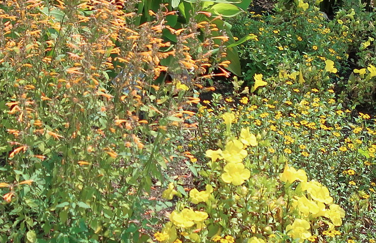 Bloom Basket | Curated California Native Plant Set