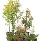 Hot Homestead | Curated Fruit Tree & Pollinator Plant Set