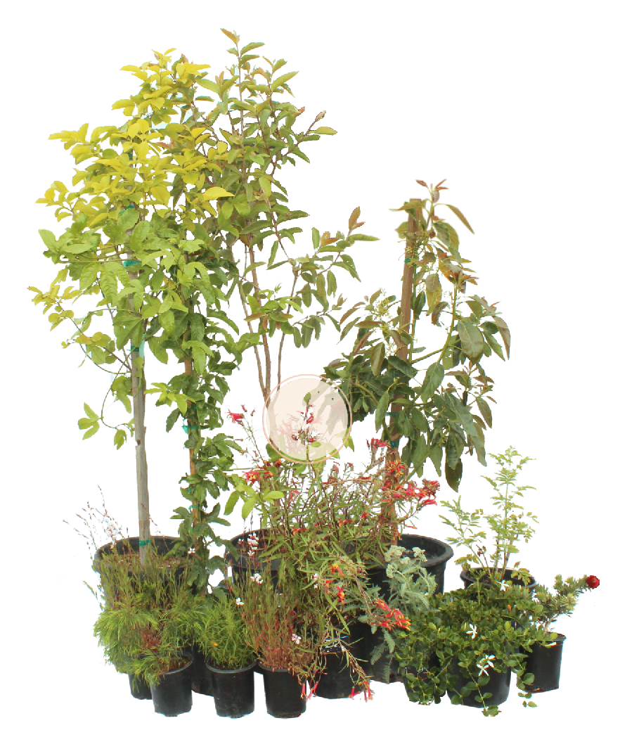 Hot Homestead | Curated Fruit Tree & Pollinator Plant Set