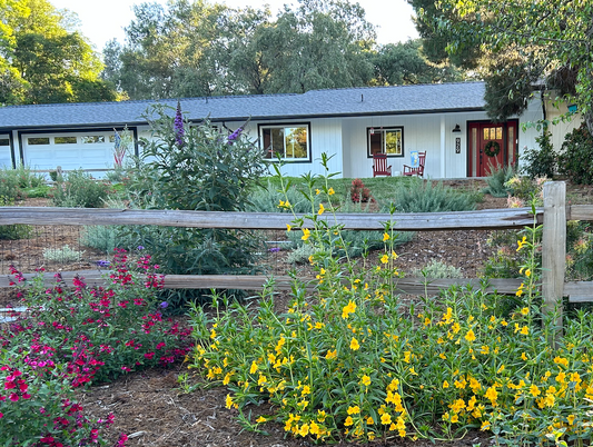 Blossom 365 Hummingbird Garden | Curated Plant Set