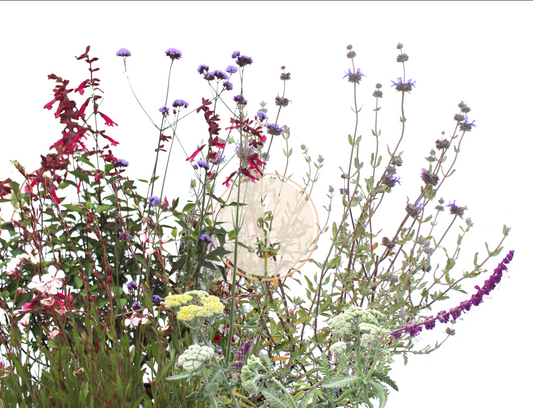 Bloom Basket | Curated California Native Plant Set