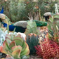 Succulent Soul | Drought-Tolerant Garden | Plant Package & Design Plan