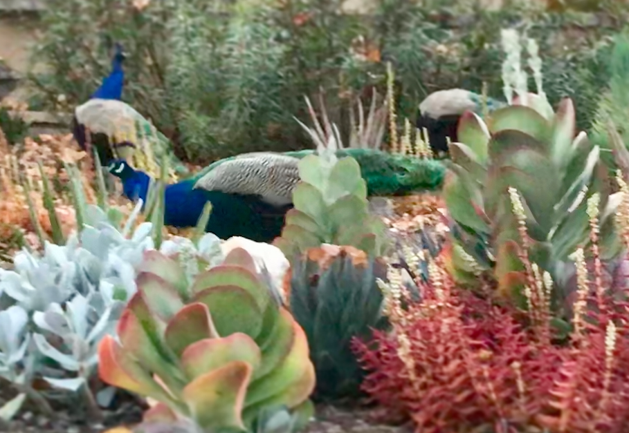 garden republic succulents Succulent Garden | California Landscape Design