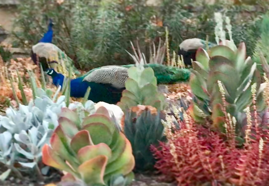 Succulent Soul | Drought-Tolerant Garden | Plant Package & Design Plan