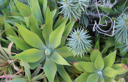 Midcentury Courtyard | Curated Plant Set | Shade-Tolerant